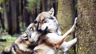 Картина из янтаря Волк и волчица — Ukryantar