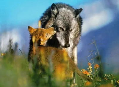 Волк и лиса картинки - 69 фото