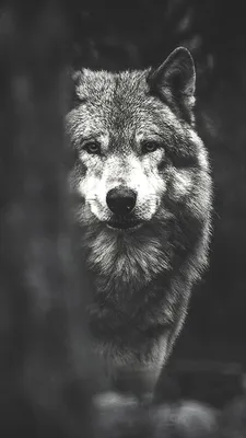 MERAGOR | Волк воет на луну на аватарку