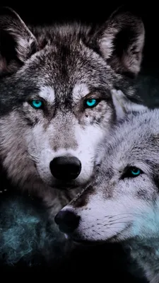 Красивые волки на аватарку и крутые - фото и картинки abrakadabra.fun