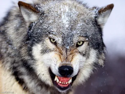 Волк со шрамом на морде на аву — Картинки для аватара