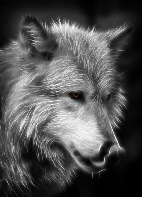 Чёрный и белый волк в силе значка Инь-Ян | Картинка на аву