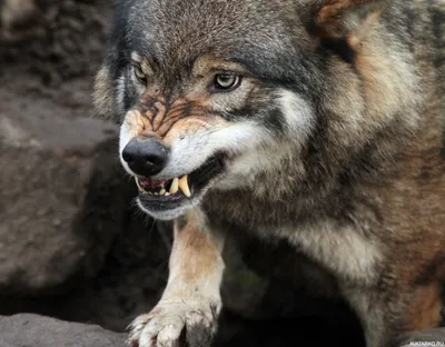Фото скалящегося волка на аву - авы, картинки, аватары | Злой волк,  Животные, Волк