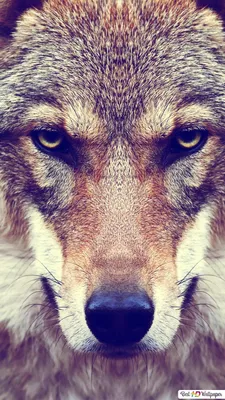 Картинки на аву волк - 73 фото