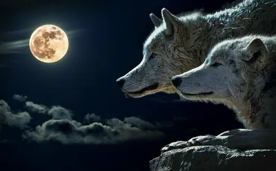 Почему волки воют на луну? | Блог Олега Матвейчева | Дзен