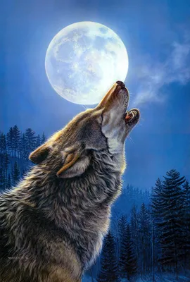 Волк воет на луну картинки - 72 фото