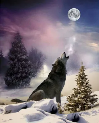 Волк воет на луну (50 фото) - 50 фото
