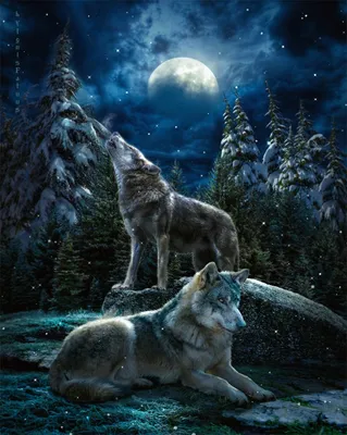 Почему волки воют: доступное пояснение