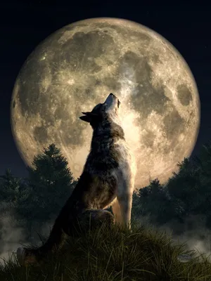 Волк для срисовки воет на луну (42 шт)