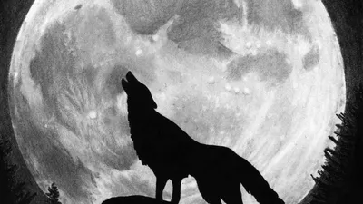 Волк воющий на луну рисунок - 79 фото