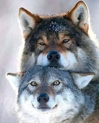 Пара Волков - 62 фото | Волчак, Животные, Волчата