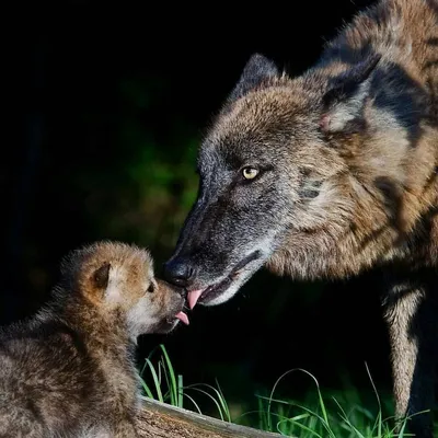 🐺ВОЛЧЬЯ ЛЮБОВЬ🐾🐺🐶💞 | Facebook