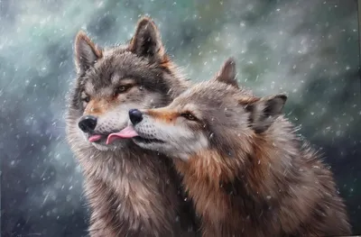 Картинки волки любовь: фото, изображения и картинки
