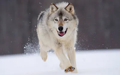 Волк зимой full-length wolf, winter…» — создано в Шедевруме