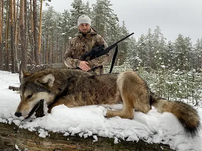 Охота на волка зимой в Тверской области