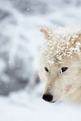 Как зимует волк: 6 особенностей из жизни лесного хищника | Приключения  натуралиста | Дзен