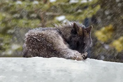 Волк зимой стоковое изображение. изображение насчитывающей пуща - 159587349