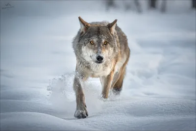 Стая волков бежит зимой ночью на …» — создано в Шедевруме