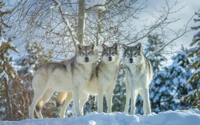 Скачать обои лес, зима, хищник, волки, волк разрешение 1440x900 #90206