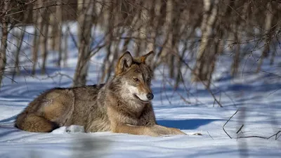 серый волк наблюдает за восходом солнца зимой, картинка лесного волка, волк,  животное фон картинки и Фото для бесплатной загрузки