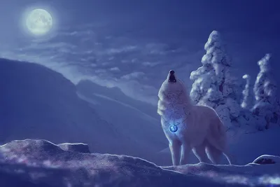 Бесплатное изображение: Волк, зима, животное, мех, собак, снег, Хищник,  дикая природа