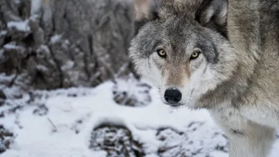 Волк зимой в лесу , красиво, …» — создано в Шедевруме