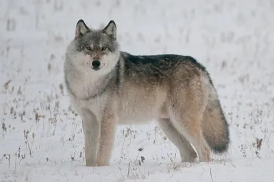 Волк в лесу зимой на улице | Премиум Фото