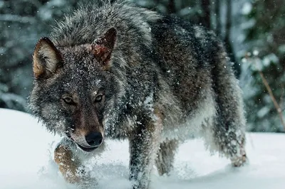 Волк зимой | Премиум Фото