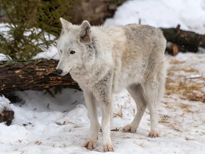 Серый волк в снегу зимой изолированном на белом фоне Стоковое Изображение -  изображение насчитывающей одичало, волк: 213066995