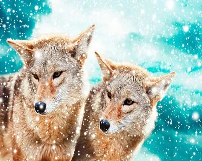 Красивые зимние фото волков способны произвести впечатление на каждого |  Собачий вестник | Дзен