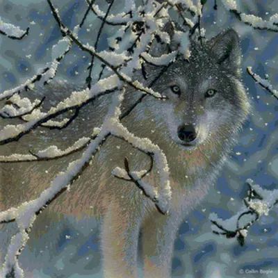 Картина по номерам \"Волки зимой\"