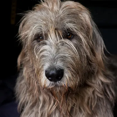 Ирландский волкодав — красивая собака с длинной вьющейся шерстью, картинка  ирландского волкодава, собака, серый фон картинки и Фото для бесплатной  загрузки