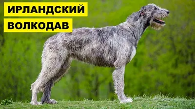 Кавказский волкодав купить на Зозу.ру