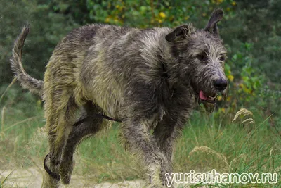 Ирландский волкодав собака: описание, характер, фото, цена