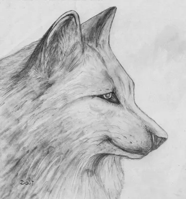 Рисунки волков легкие и красивые для начинающих (46 фото) » рисунки для  срисовки на Газ-квас.ком