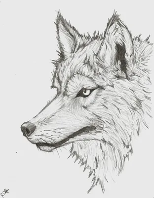 Волк для срисовки легкий - 94 фото