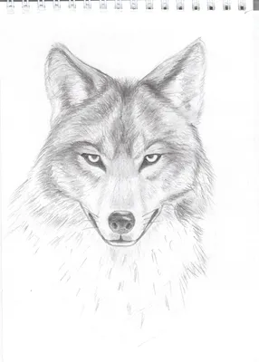 Волк, простой карандаш | Искусство, Рисунок, Графика