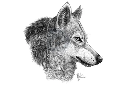 Рисунки оскала волка для срисовки (72 фото)