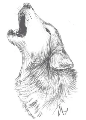 Рисунки волка для срисовки (70 фото) ✏