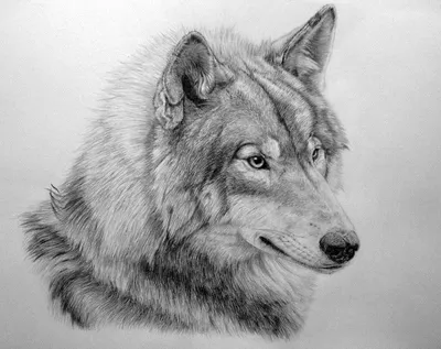 Рисунки для срисовки животные лиса и волк (34 шт)