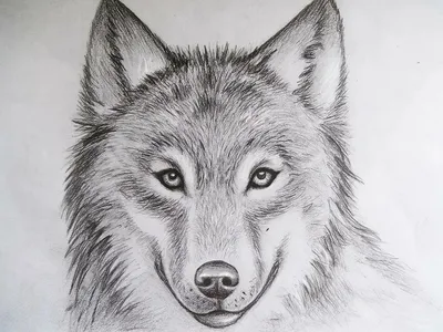 Рисунок волк легкий - 31 фото