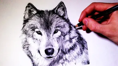 Рисунки волка для срисовки (60 фото)