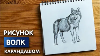 100 фото интересных идей картинкок для срисовки волков - 1igolka.com