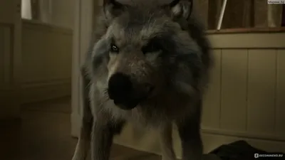 Мой волк (2021, фильм) - «Может ли существовать дружба между девочкой и  хищником...об этом фильм» | отзывы
