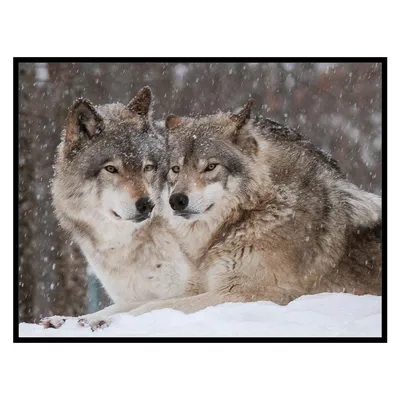 Волк в ярком наряде и …» — создано в Шедевруме