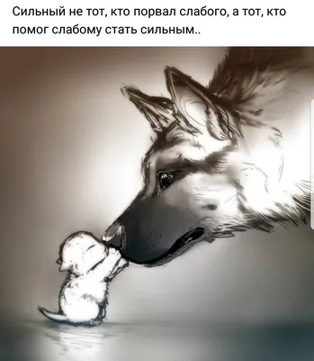 Чехол-книжка на Samsung Galaxy A24 c принтом \"Морозный волк\" черный, купить  в Москве, цены в интернет-магазинах на Мегамаркет