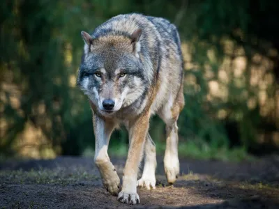Минприроды: Экологического бедствия из-за отсутствия волков под Тамбовом  нет - Российская газета