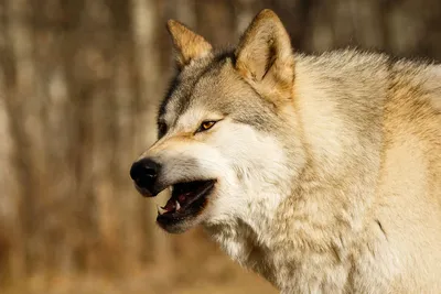 Волки в Архангельске — где их видели - 19 января 2023 - 29.ru