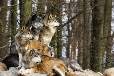 Почти 30 волков добыли за 2,5 месяца в Сретенском районе | Забайкальский  рабочий