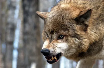 Во Франции растет популяция серых волков | Ветеринария и жизнь